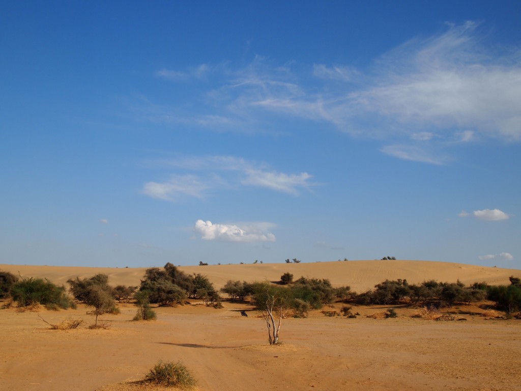 インド クーリー 700円 キャメルサファリ 砂漠 体験 ジャイサルメール 世界一周 旅 ブログ