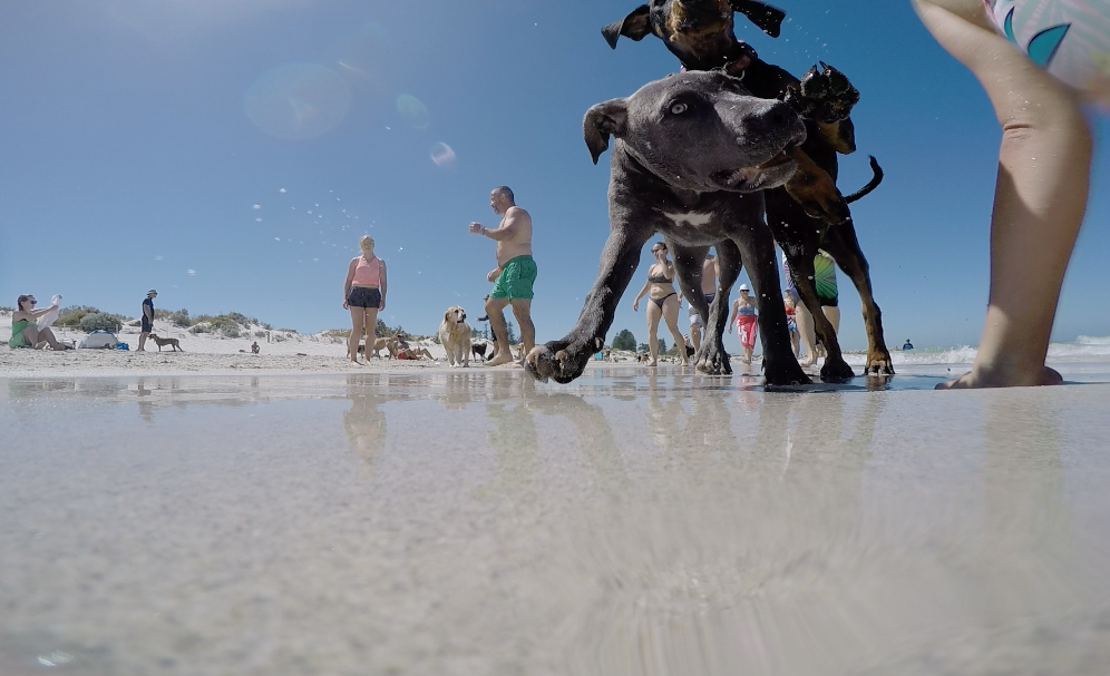 オーストラリア　パース　ワーホリ　海　アジア　日本人　犬