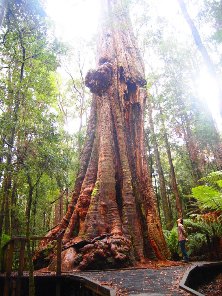 オーストラリア　タスマニア　自然　ワイルドライフ　ビッグツリー
