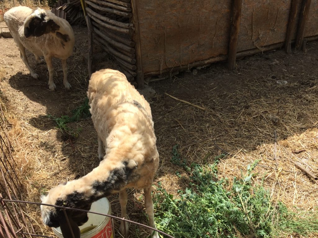 オーガニック　ファーム　パン　イタリア　ナポリ　農業　羊