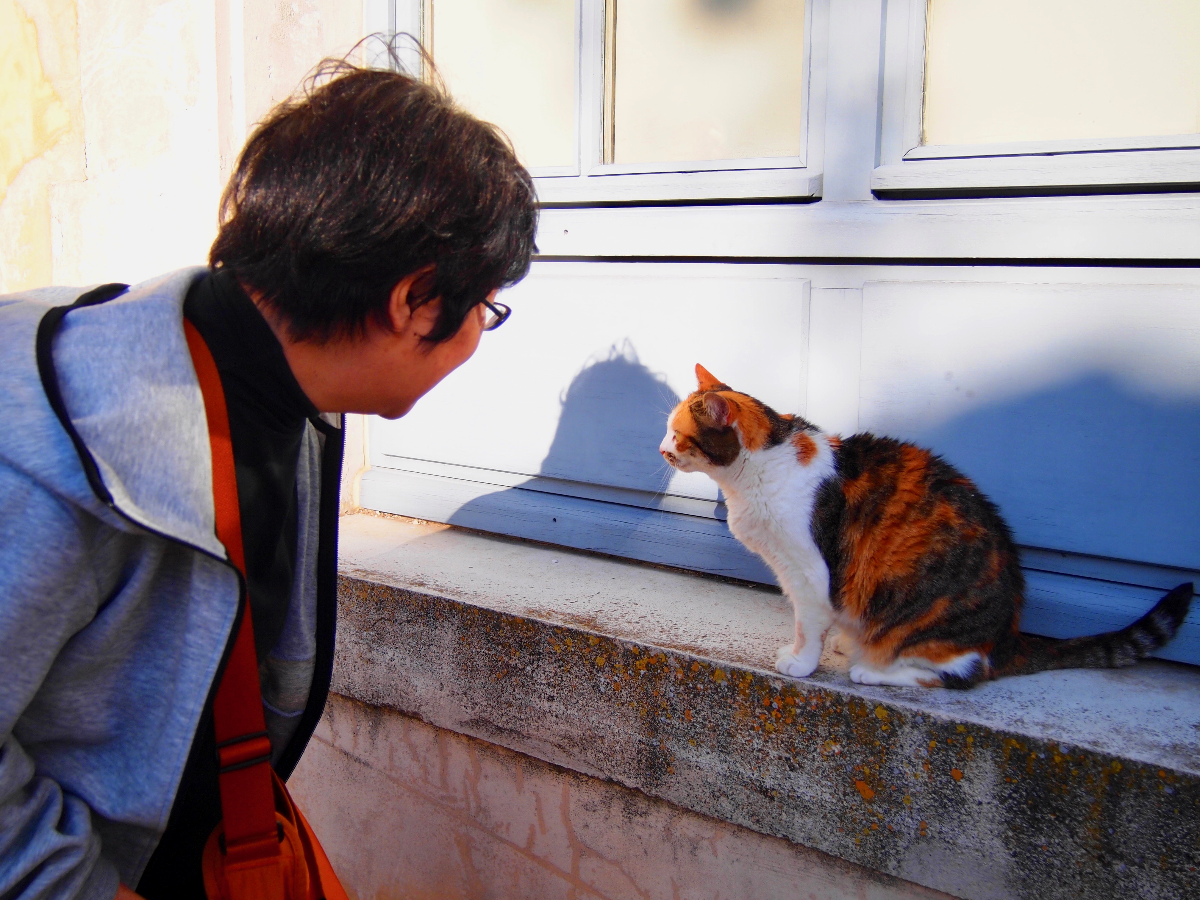 世界一周　フランス　オーセール　観光　猫