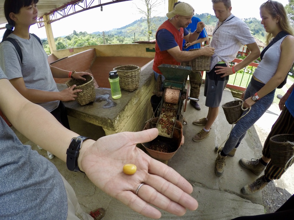 コロンビア　サレント  オーガニックコーヒー農園　EL OCASO 